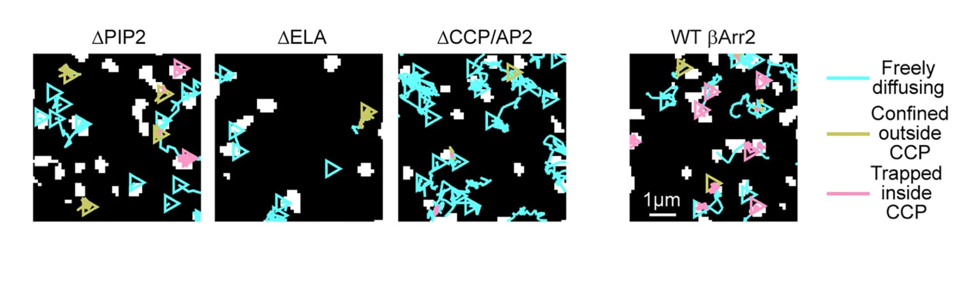 Open access visualization of Microscopy, betaArr2 Mutant, Diffusivity, Isoproterenol