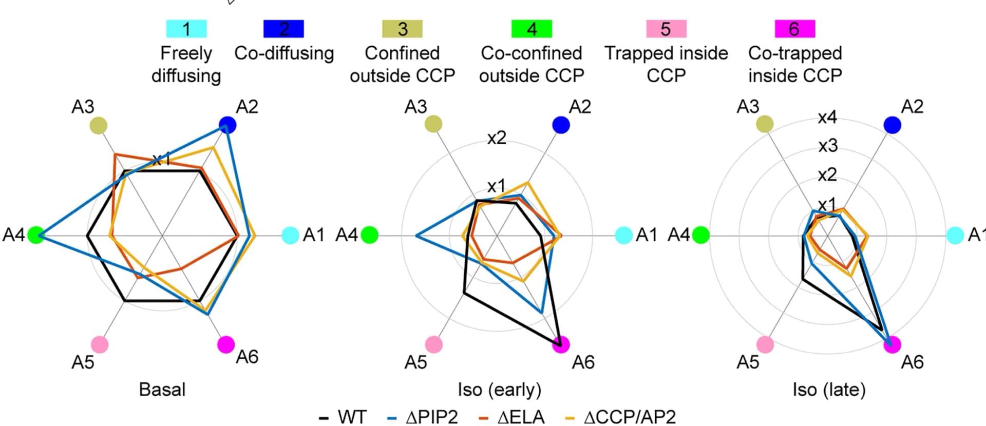 Open access visualization of Radar Chart, Single-Molecule, Isoproterenol, Halo-tagged WT betaArr2, SNAP-tagged WT beta2AR