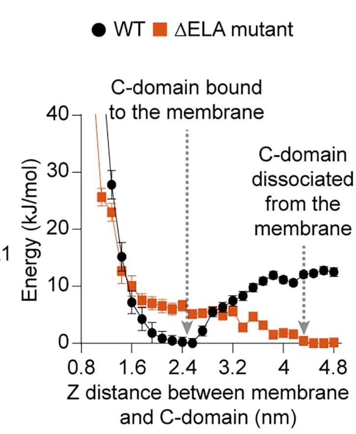 Open access visualization of Line Plot, Error Bars, Metadynamics Simulations, Free-Energy Landscapes, ΔELA mutant