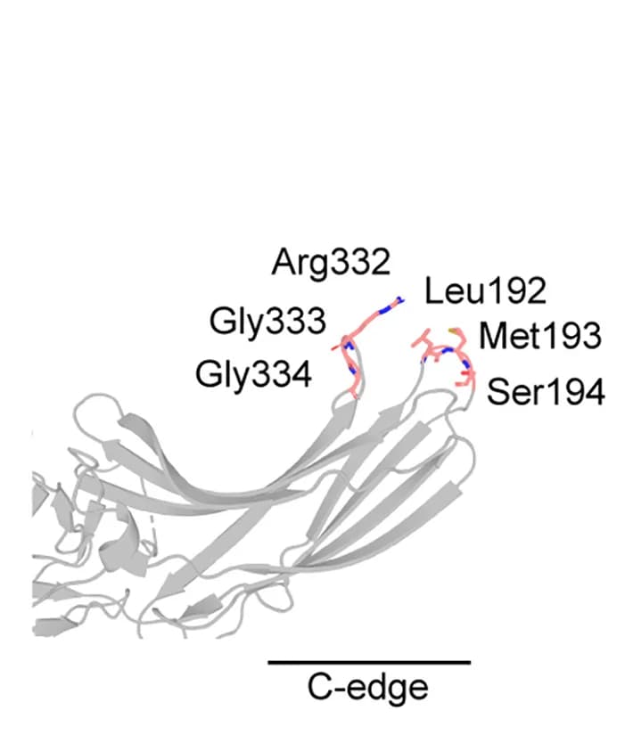 Open access visualization of Protein Structure, Targeted Mutations, C-edge, betaArr2