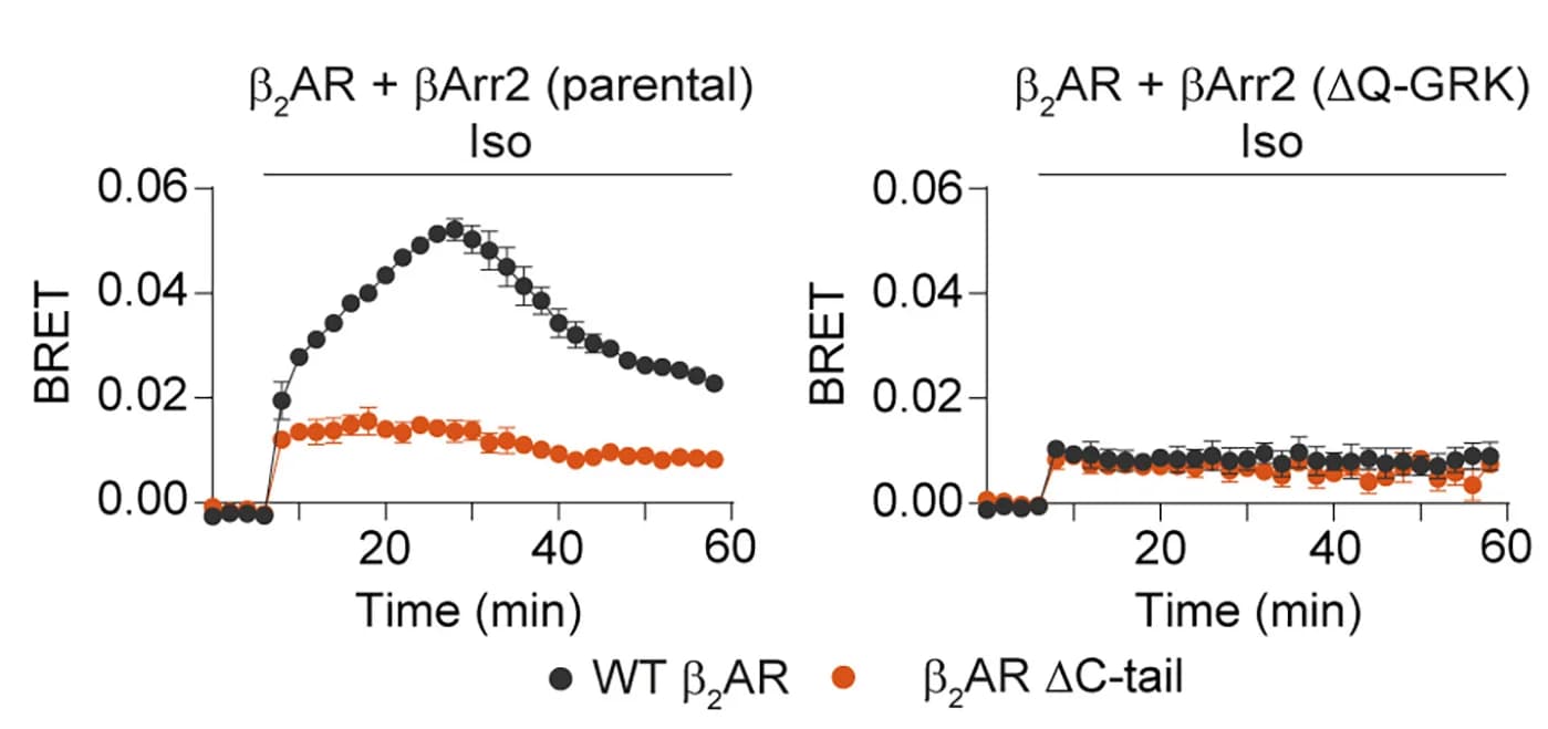 Open access visualization of Line Plot, Error Bars, Arr2 recruitment, Isoproterenol stimulation, BRET