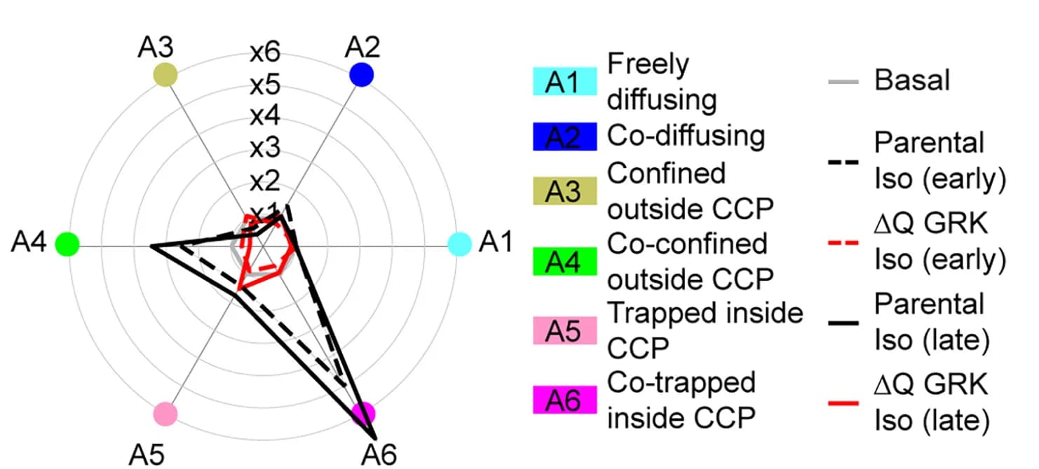 Open access visualization of Radar Chart, Single-molecule state occupancies, Isoproterenol stimulation