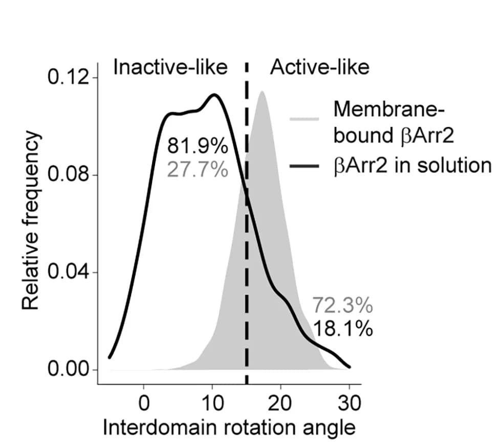 Open access visualization of Line Plot, Density Plot, Ridge Plot, MD simulations, Arr2 conformations