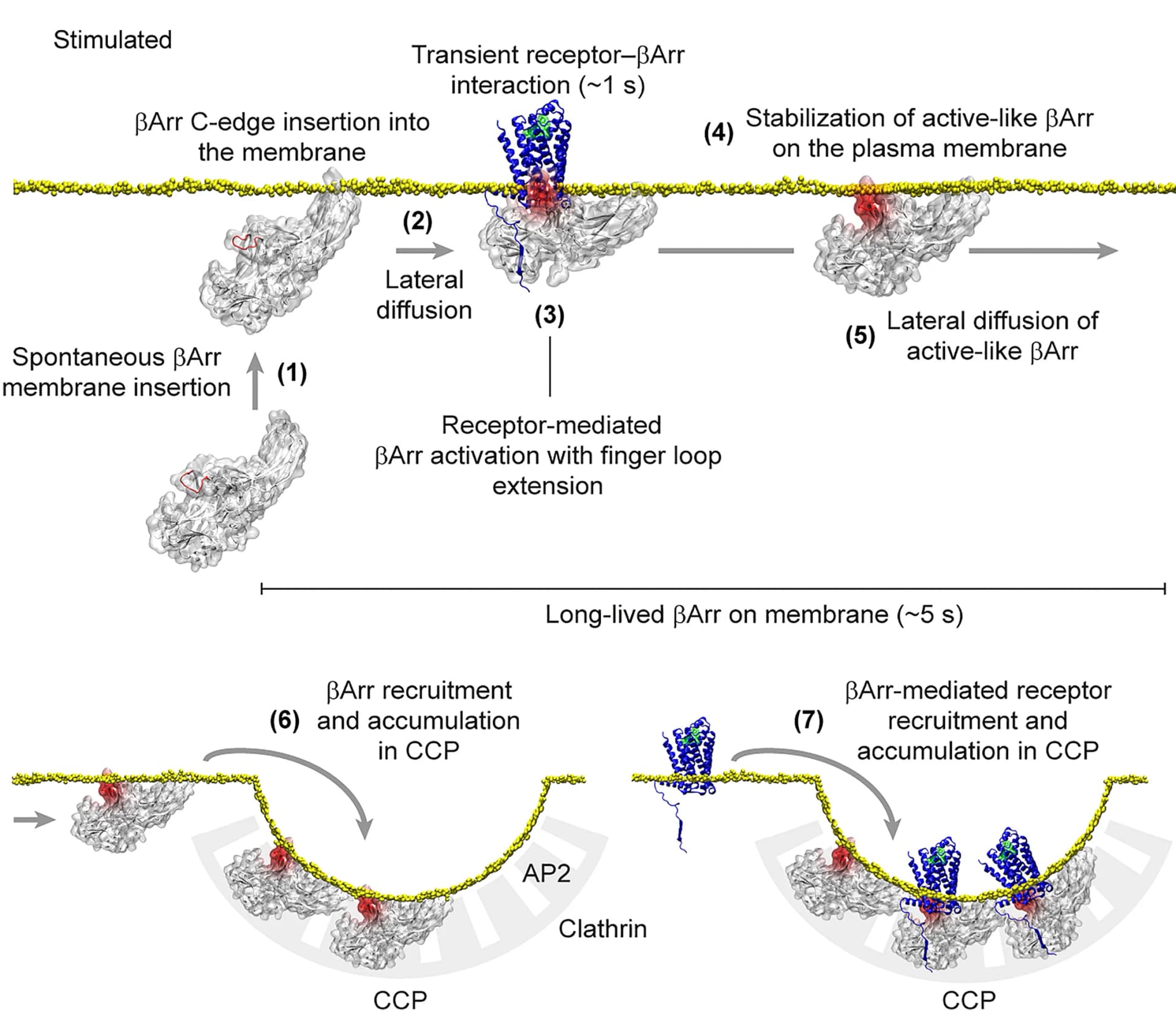 Open access visualization of Workflow, Illustration, Beta-arrestin, Plasma Membrane, Stimulated Receptor