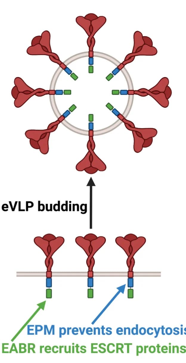 Open access visualization of Illustration, Workflow, SARS-CoV-2 S Proteins, Cell Surface, Cytoplasmic Tail Insertions