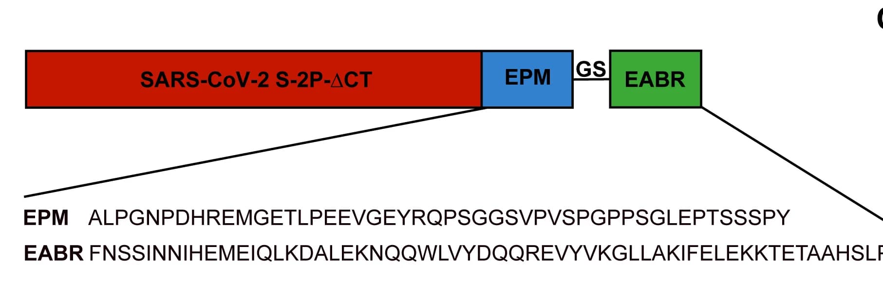 Open access visualization of Workflow, Illustration, S-EABR Construct, SARS-CoV-2 S Protein, Furin Cleavage Site