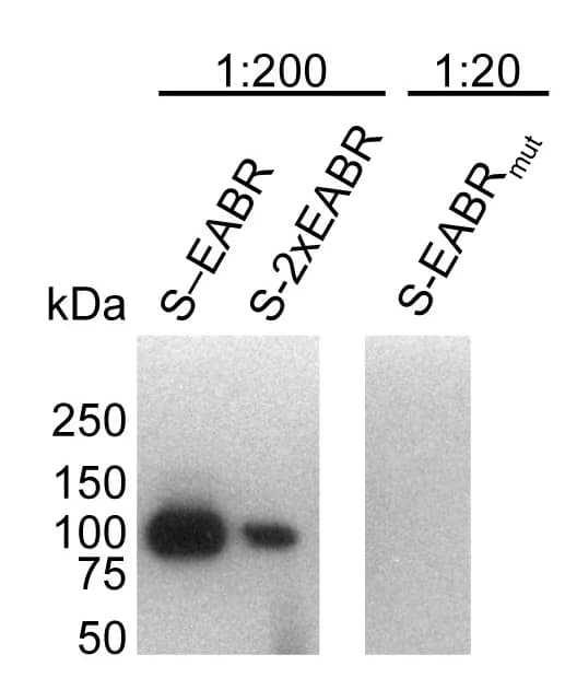 Open access visualization of Gel, S-EABR, S-2xEABR, S-EABRmut, Transfection