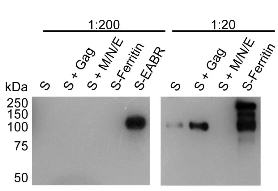 Open access visualization of Gel, S Protein, HIV-1 Gag Protein, SARS-CoV-2 M Protein, SARS-CoV-2 N Protein