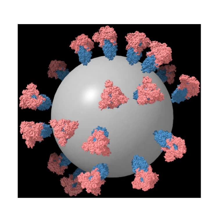 Open access visualization of Protein Structure, S-EABR eVLP, Cryo-ET Reconstruction, S Trimer, Lipid Bilayer