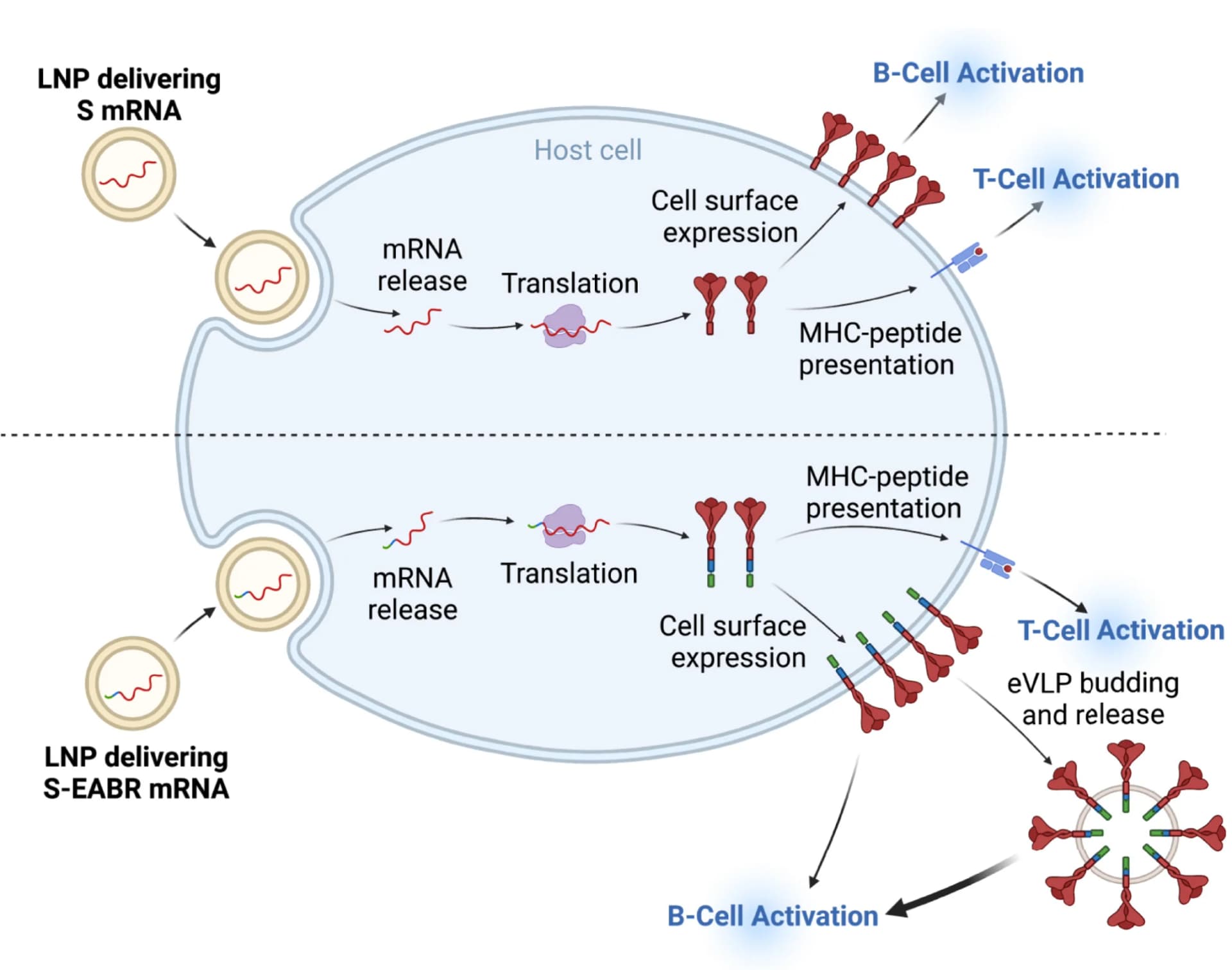 Open access visualization of Workflow, Illustration, mRNA-LNP Delivery, S-EABR Construct, S Peptides