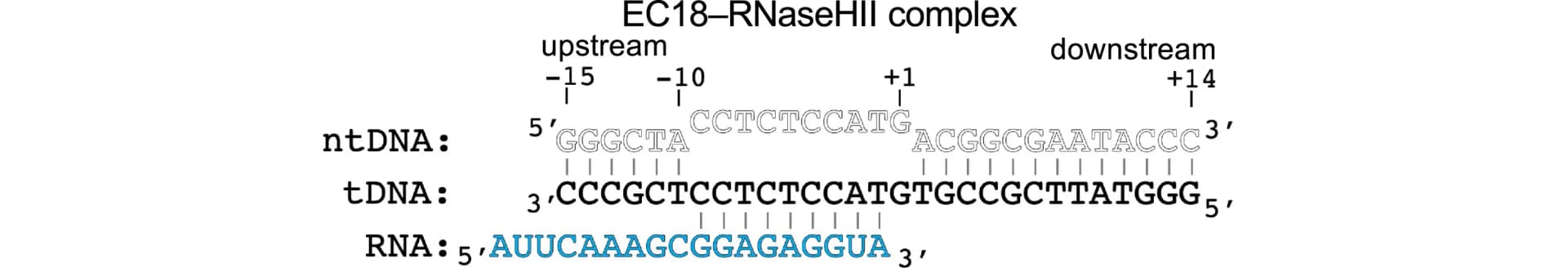 Open access visualization of Illustration, Nucleic Acid Scaffold, Elongation Complex, ntDNA, tDNA
