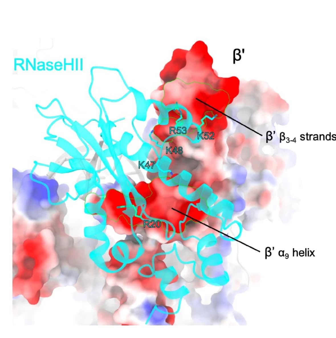 Open access visualization of Protein Structure, Interface, RNaseHII, RNAP beta' subunit, Electrostatic Potential