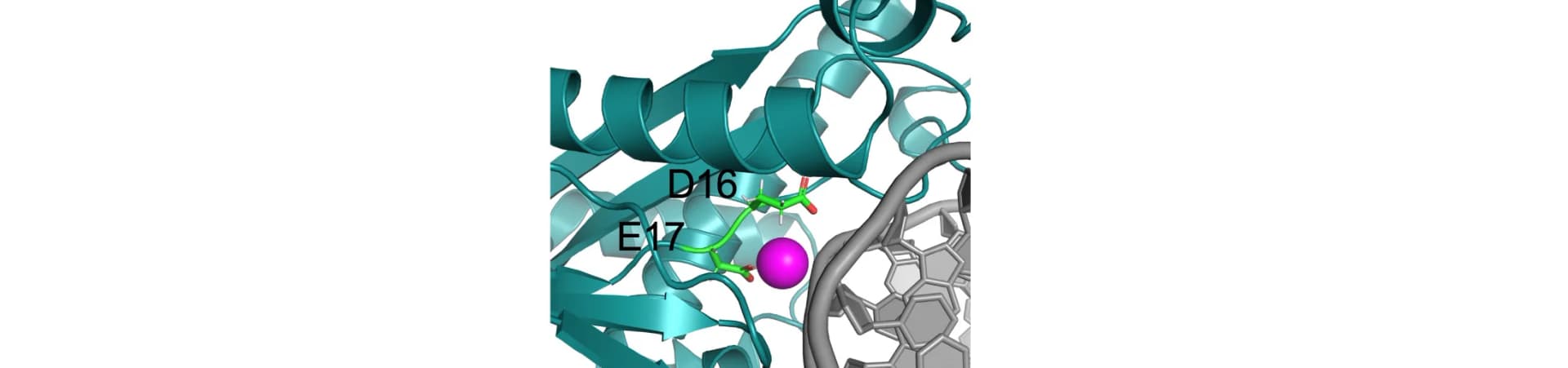 Open access visualization of Protein Structure, Chemical Structure, Homology Model, E. coli RNaseHII, DNA