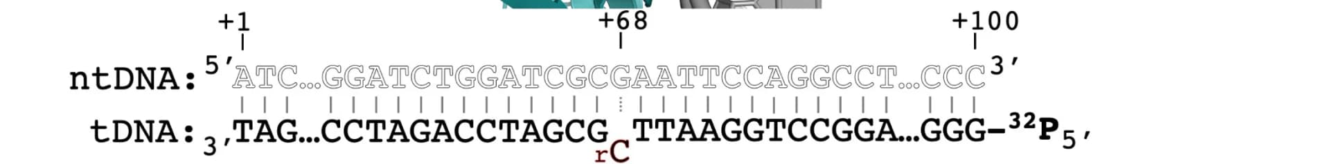 Open access visualization of Illustration, DNA Template, In Vitro Transcriptional Assays, rCMP