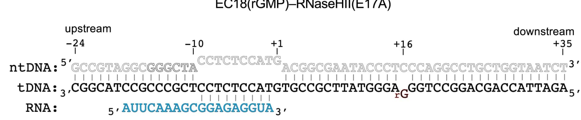 Open access visualization of Illustration, Nucleic Acid Scaffold, Elongation Complex, Ribo-GMP