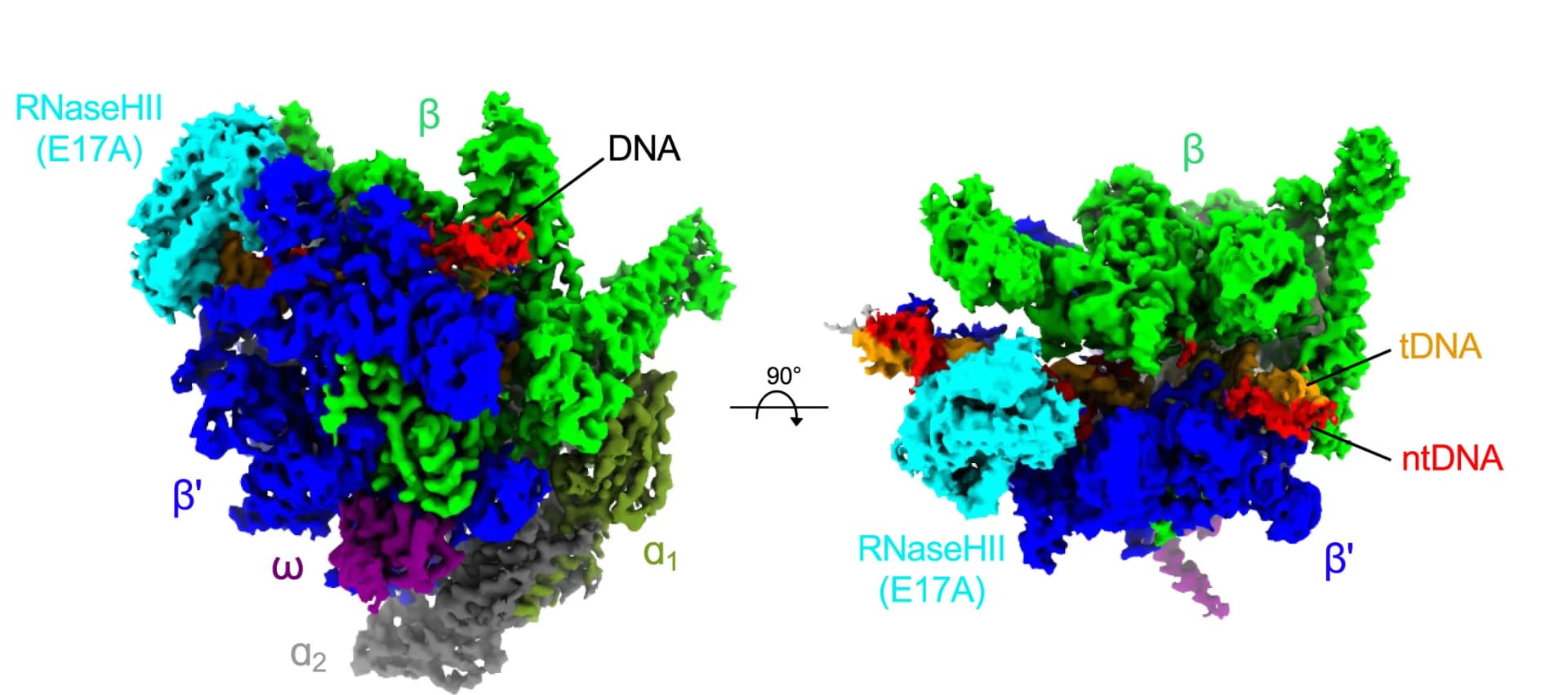 Open access visualization of Protein Structure, Cryo-EM Density Map, Elongation Complex, RNaseHII, DNA Strand