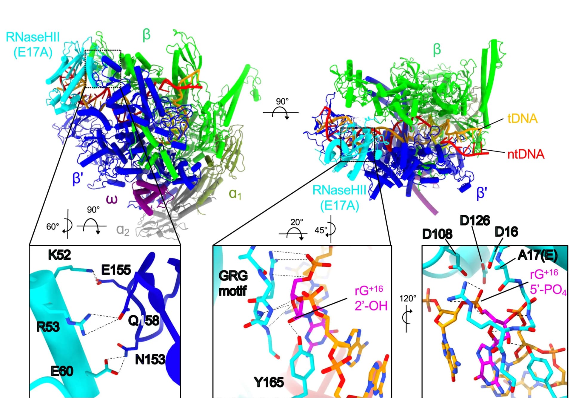 Open access visualization of Protein Structure, Chemical Structure, Structural Model, Elongation Complex, RNaseHII