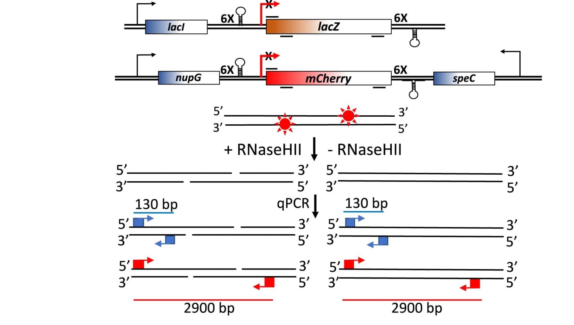 Open access visualization of Workflow, Illustration, Transcriptional Insulator, RT-qPCR, SLR-qPCR