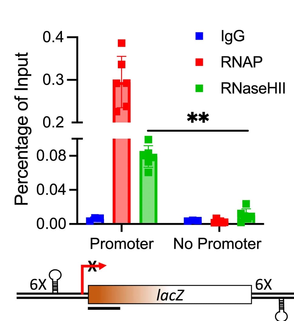 Open access visualization of Bar Plot, Error Bars, RNaseHII, DNA, Transcription