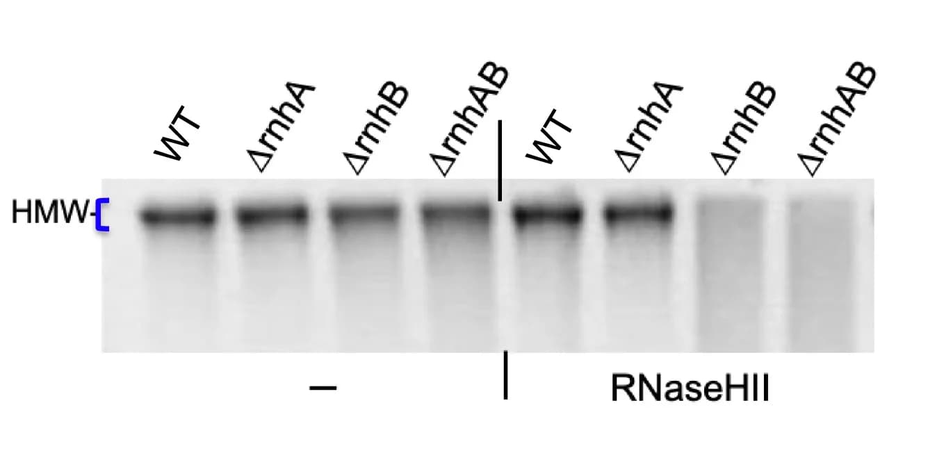 Open access visualization of Gel, Genomic DNA, RER assay, RNaseHII, rNMP-free DNA