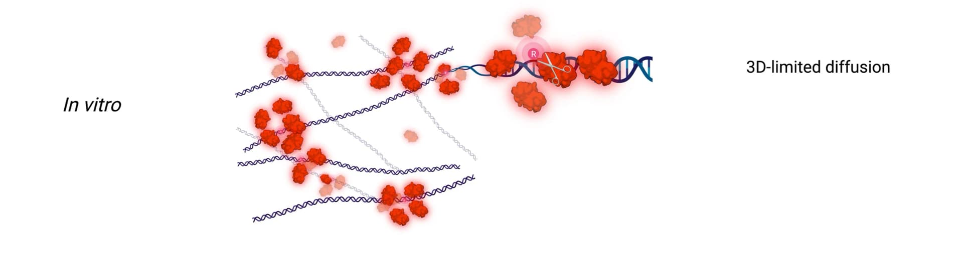 Open access visualization of Illustration, RNaseHII, rNMP lesions, DNA, In Vitro