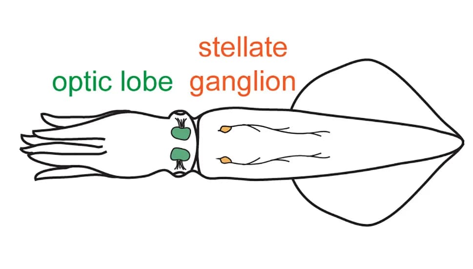 Open access visualization of Illustration, Cartoon, Squid, Optic Lobes, Stellate Ganglion