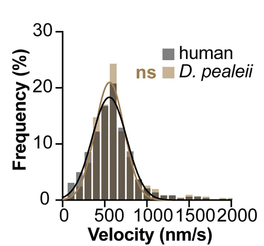 Open access visualization of Histogram, Line Plot, Density Plot, Velocity Analysis, Human Kinesin