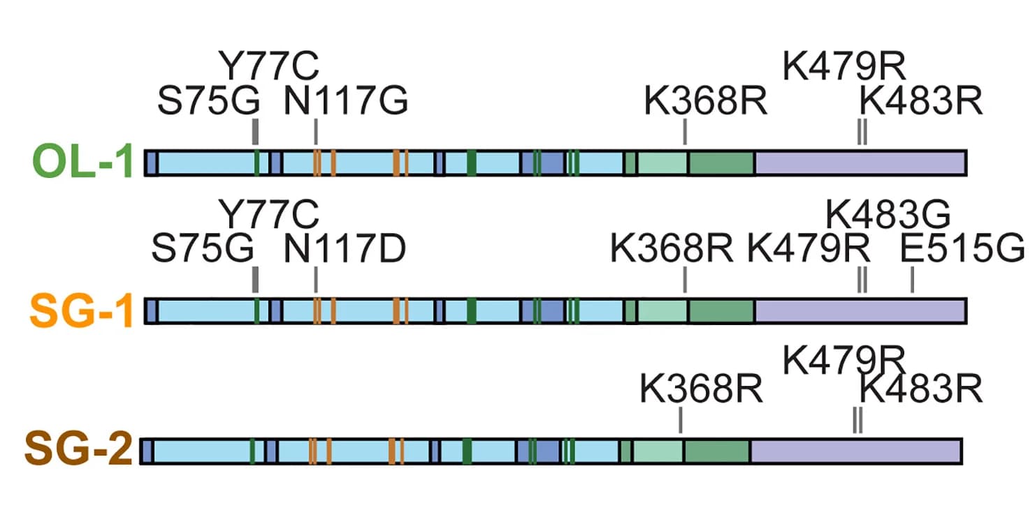 Open access visualization of Illustration, Recoding Site Variants, Kinesin, Optic Lobe, Stellate Ganglion