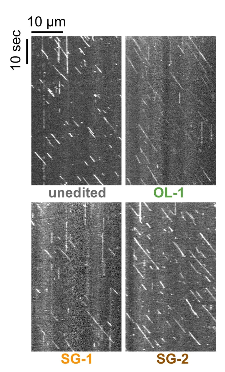 Open access visualization of Microscopy, Kymographs, Kinesin, Variants