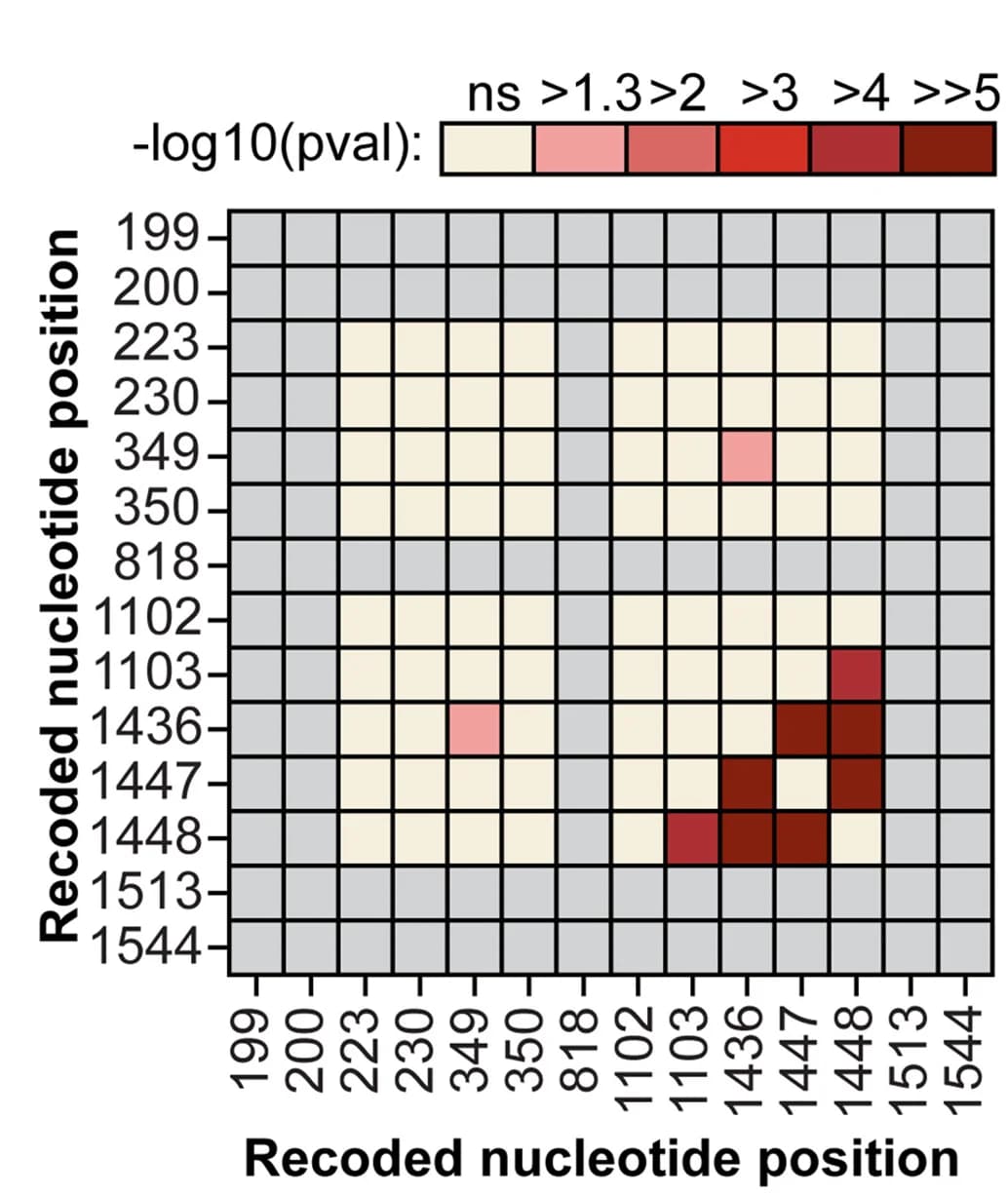Open access visualization of Heatmap, Pairwise Correlations, Recoding Sites, D. Opalescens Kinesin Motor Domain, P Value