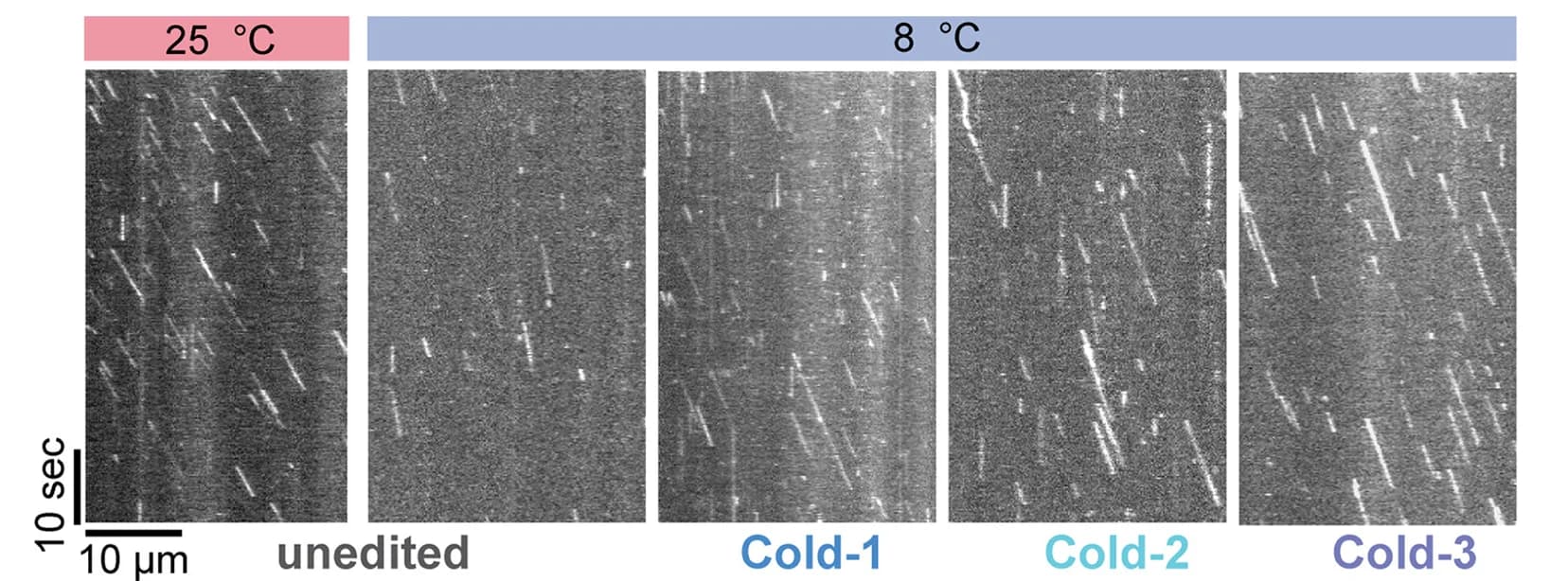 Open access visualization of Microscopy, Kymographs, Kinesin, Variants