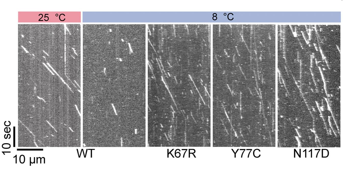 Open access visualization of Microscopy, Kymographs, Human Kinesin, Substitutions