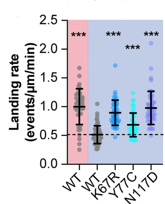 Open access visualization of Scatter Plot, Error Bars, Landing Rates, Human Kinesin, Substitutions