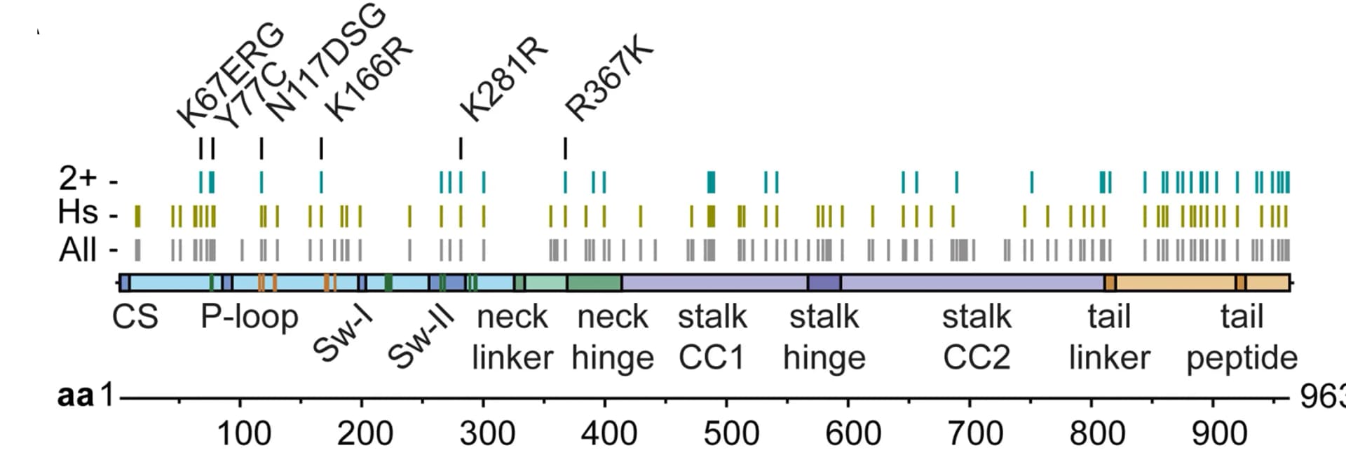 Open access visualization of Illustration, Cephalopod, Recoding Sites, Kinesin-1 Heavy Chain, Domain Features