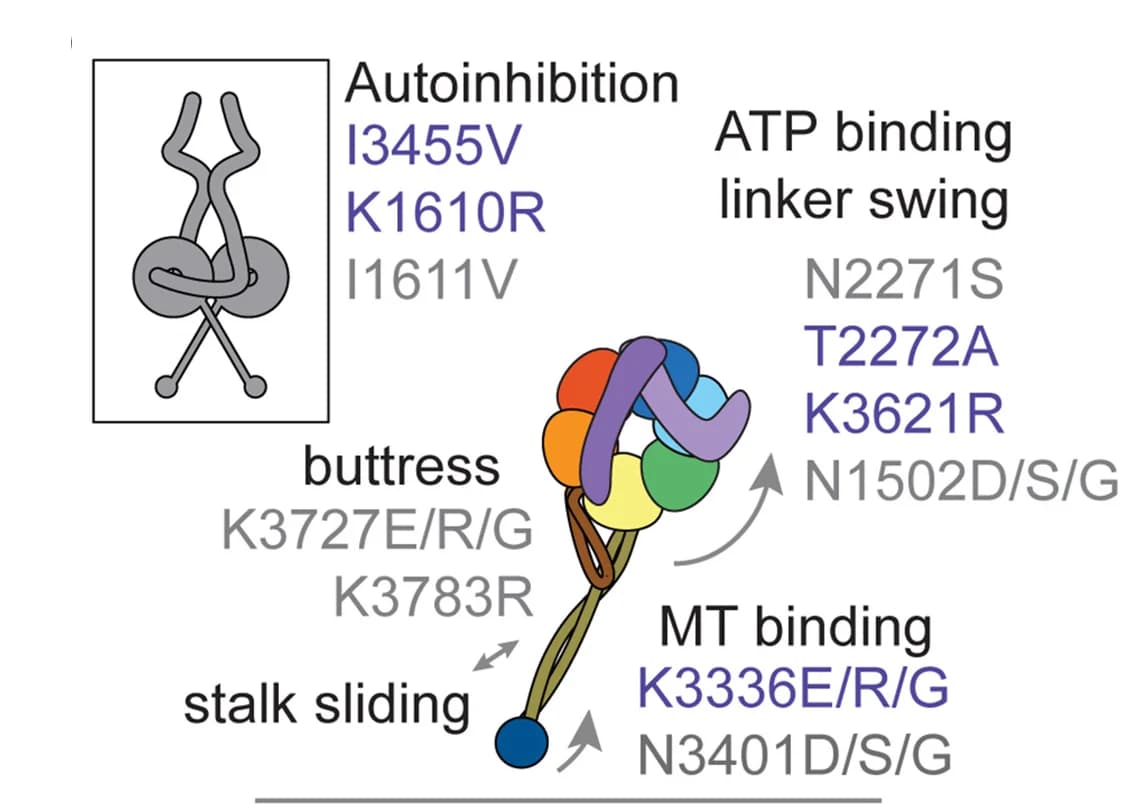 Open access visualization of Illustration, Schematics, Cephalopod, Recoding Sites, Mechanochemical Elements