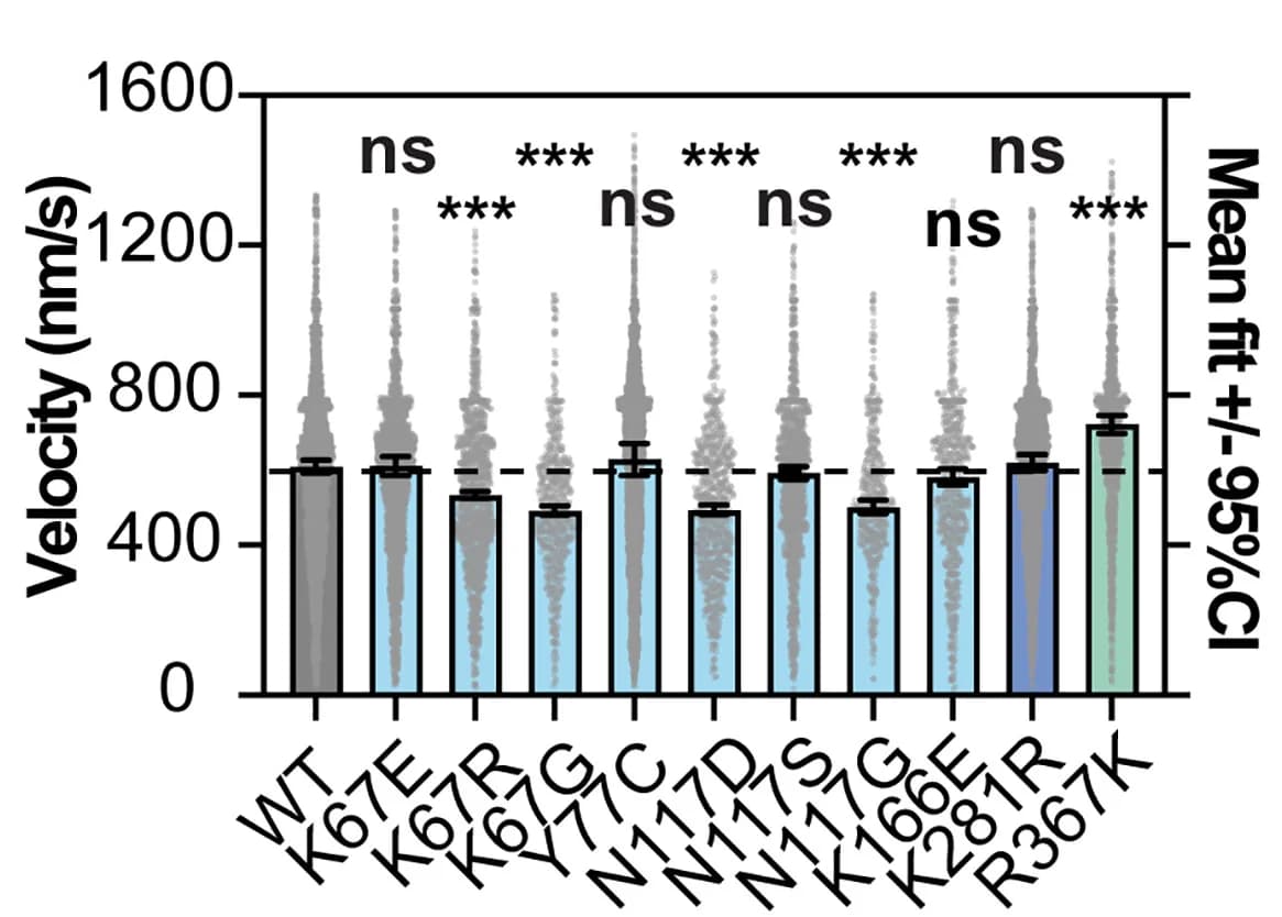 Open access visualization of Bar Plot, Error Bars, Violin Plot, Human Kinesin Mutant, Velocity