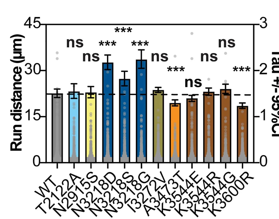 Open access visualization of Bar Plot, Error Bars, Yeast Dynein Mutant, Run Distance, Individual Measurements