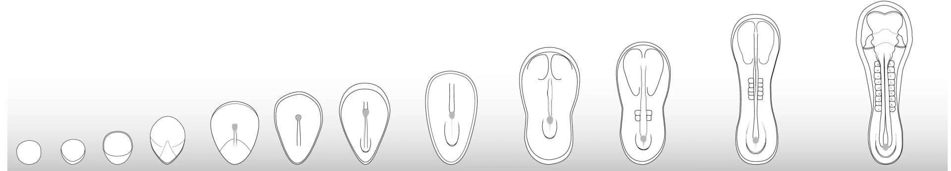 Open access visualization of Illustration, Rabbit Embryos, Morphological Features, Embryonic Stage, Gestation Time