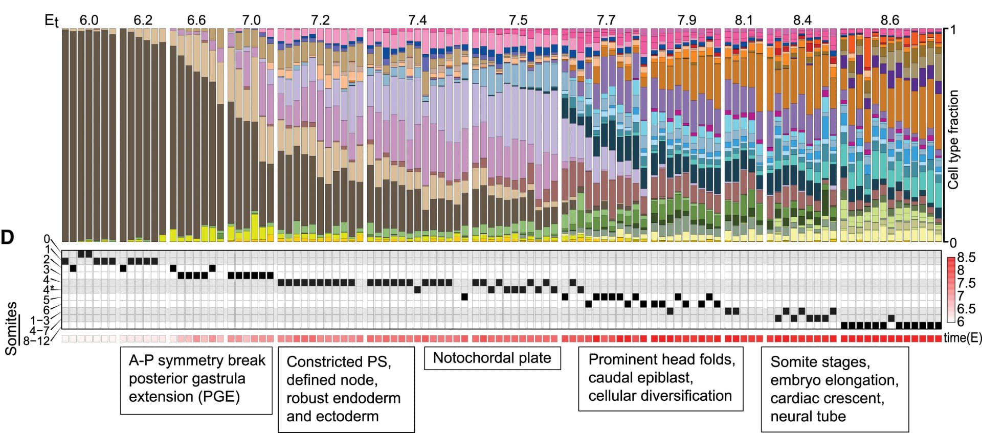 Open access visualization of Stacked Bar Plot, Cell Type Distribution, Embryo, Transcriptional Rank, Age Groups
