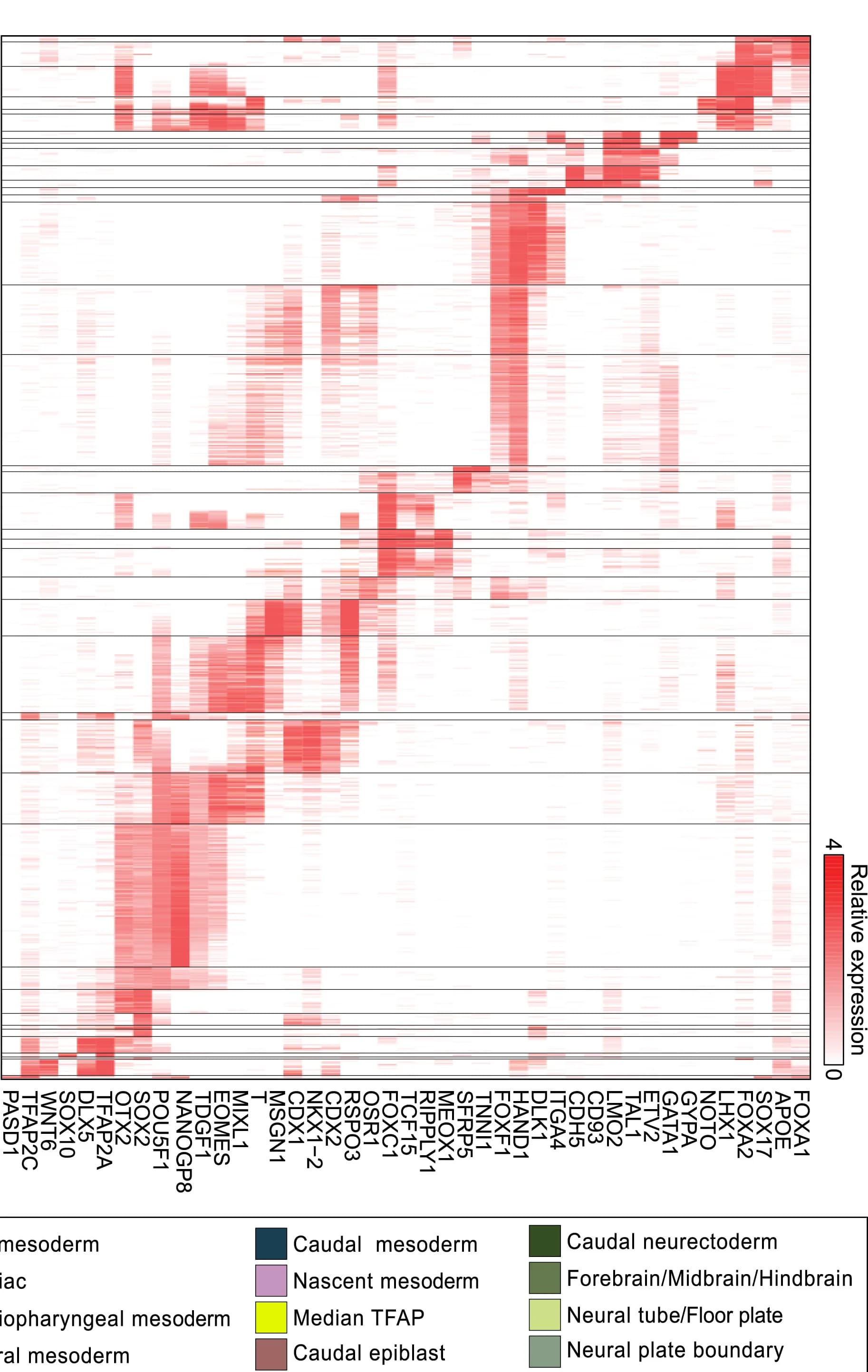 Open access visualization of Heatmap, Gene Expression, Lineage-Specific Genes, Extraembryonic Endoderm, Ectoderm