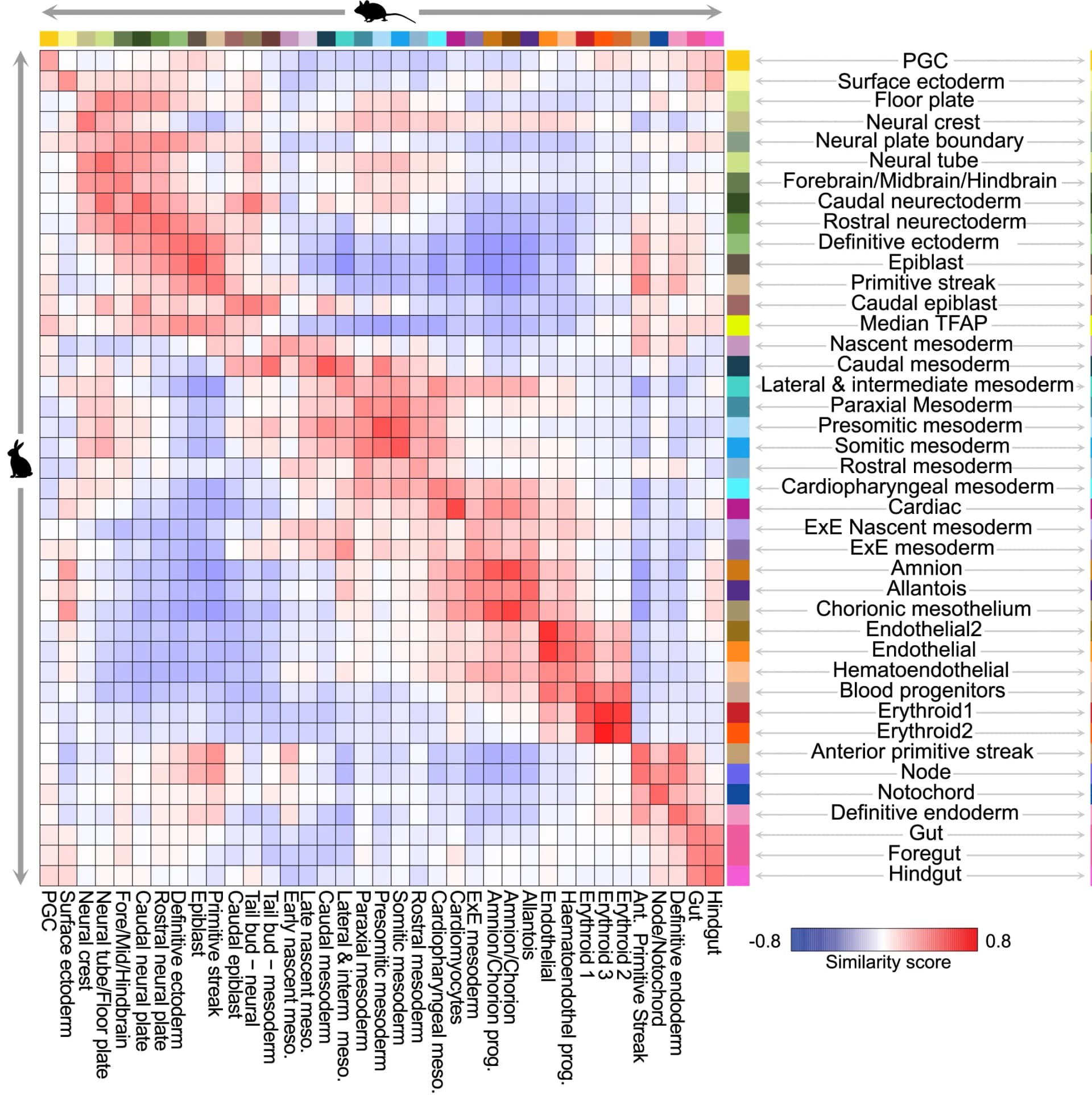 Open access visualization of Heatmap, Clustered, Rabbit, Mouse, Transcriptional States