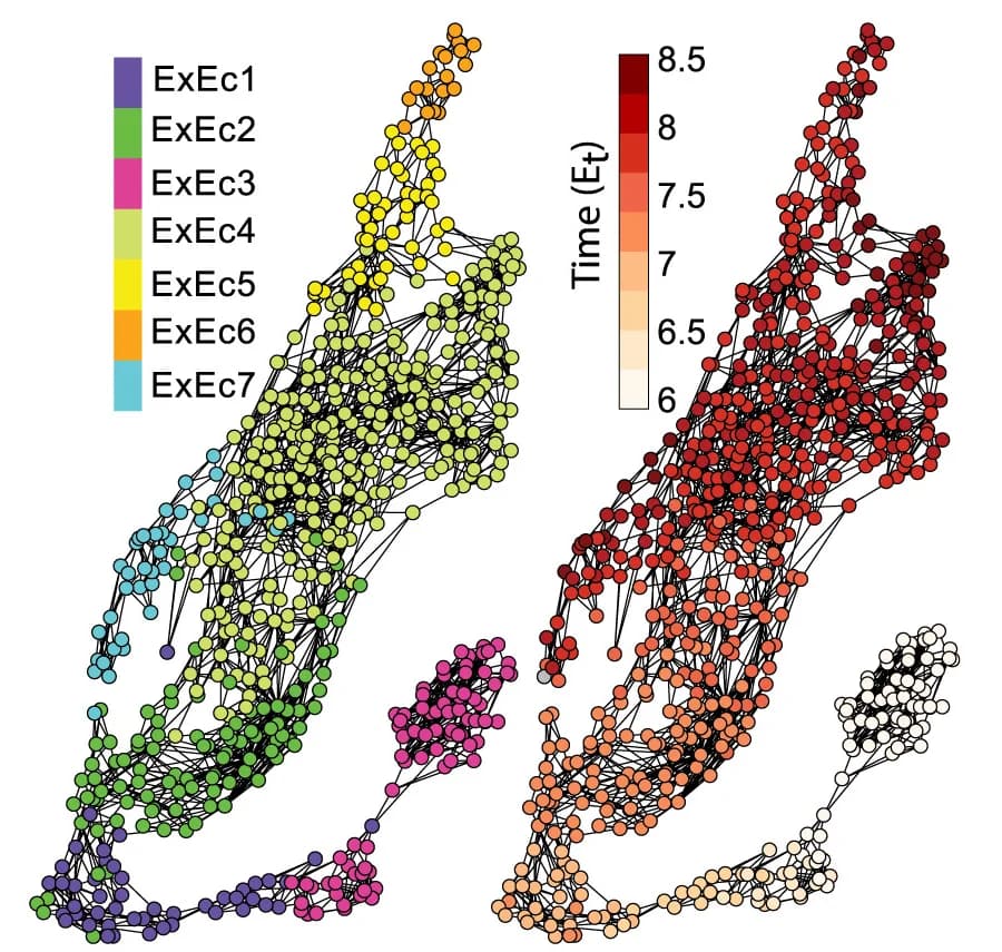 Open access visualization of Network, UMAP Projection, Extraembryonic Endoderm, Ectoderm