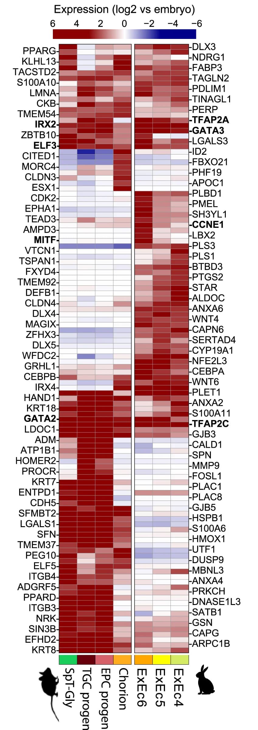 Open access visualization of Heatmap, Expression Heatmap, Genes, ExEc
