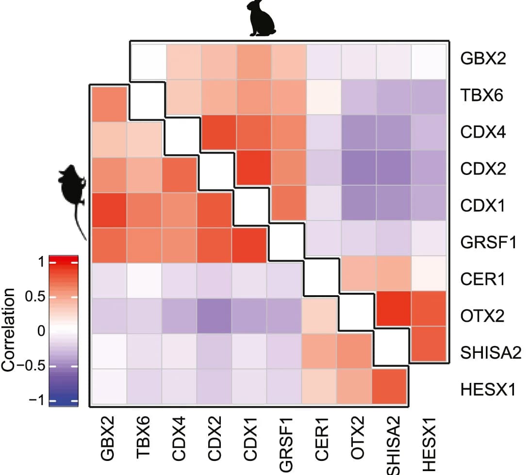 Open access visualization of Heatmap, Correlation, Rabbit, Mouse, Rostral genes
