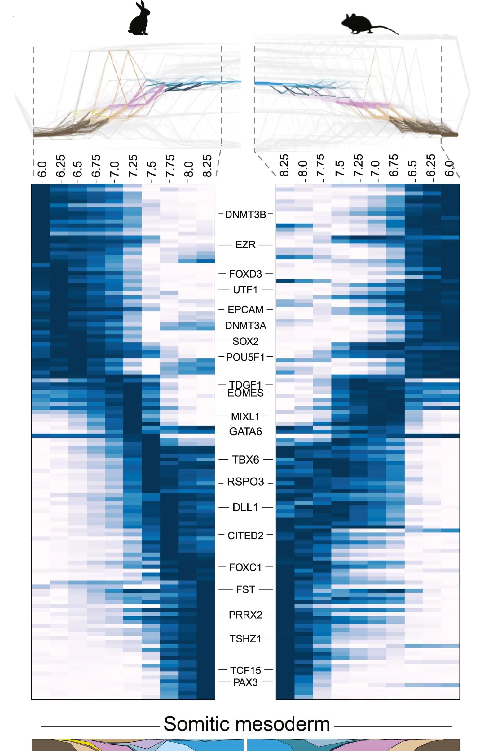 Open access visualization of Heatmap, Line Plot, Somitic Mesoderm, Rabbit, Mouse