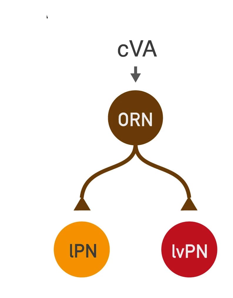 Open access visualization of Flowchart, Workflow, Or67d ORNs, DA1 lPN, DA1 lvPN