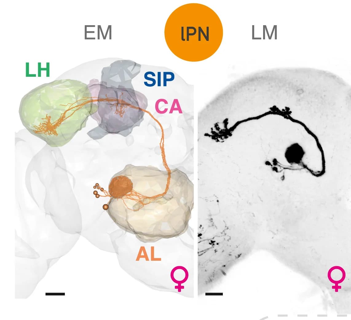 Open access visualization of Microscopy, EM Reconstructions, FAFB, Light Microscopy, DA1 lPNs