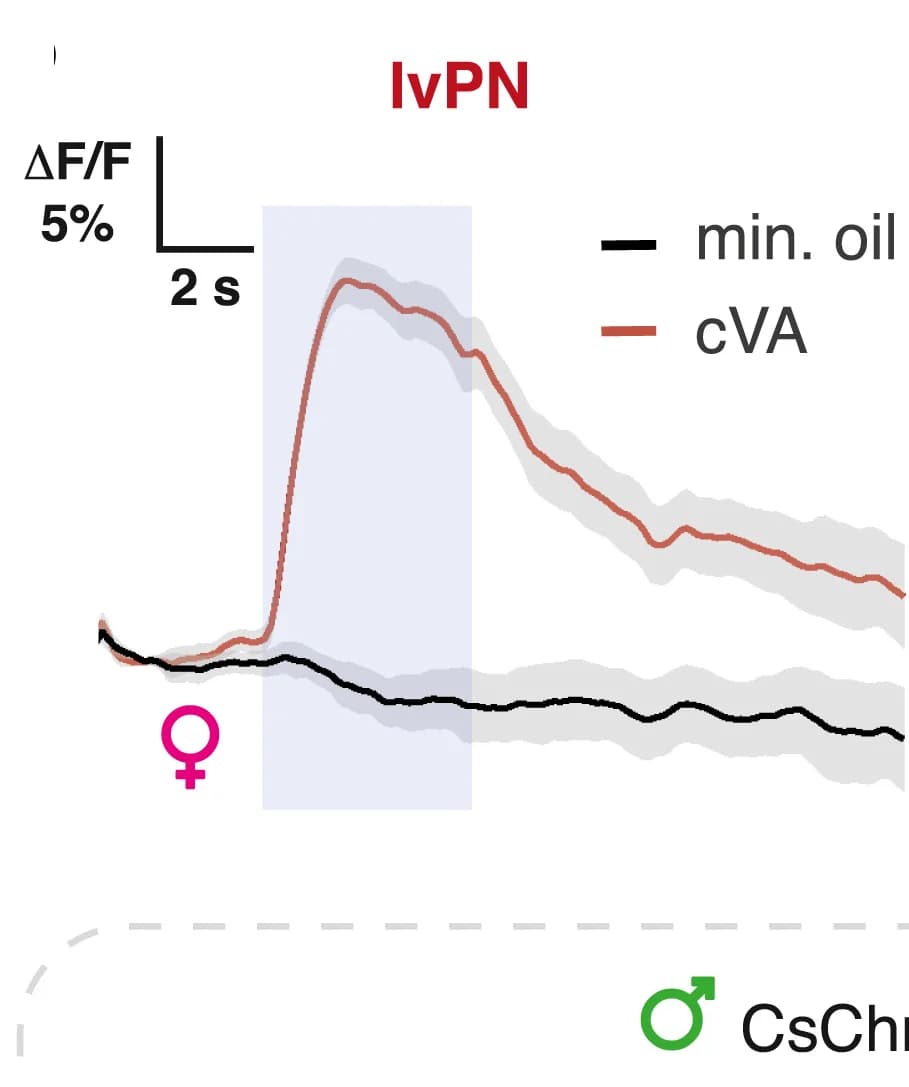 Open access visualization of Line Plot, Error Bars, cVA, lvPNs, GCaMP6s Responses