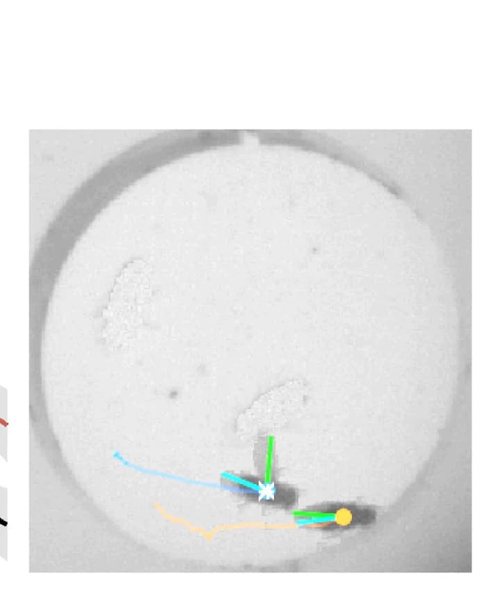 Open access visualization of Microscopy, Courtship Assay, Fly Centroids, Wing Positions, Trajectories