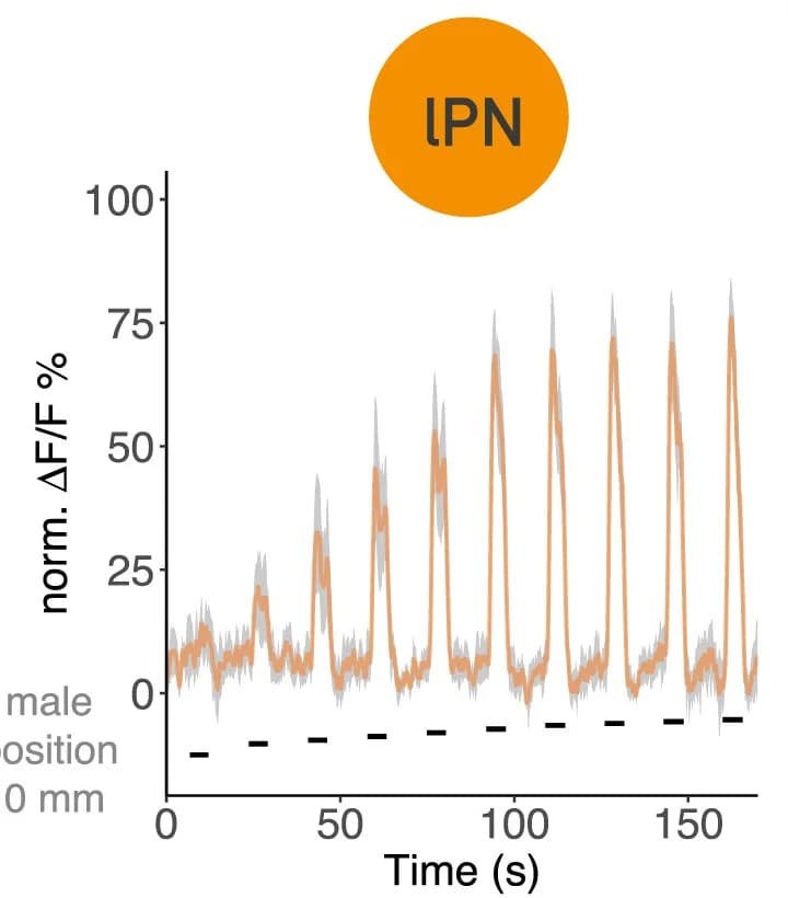 Open access visualization of Line Plot, Error Bars, lPN Axons, GCaMP6f Responses